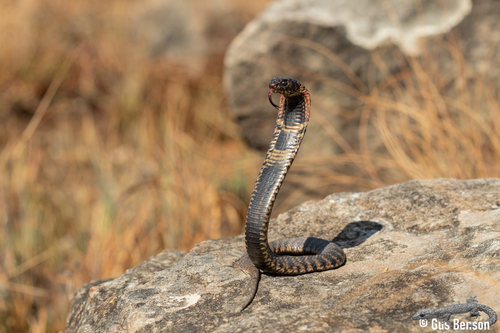 Rinkhals (Hemachatus) - Snakes and Lizards