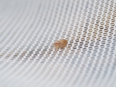 Araneidae