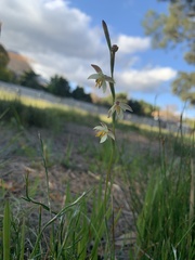 Hesperantha