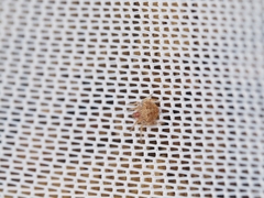 Araneidae