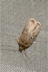 Agonopterix