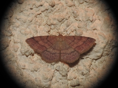 Scopula rubiginata