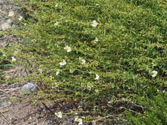 Nemesia fruticans