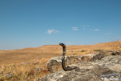 Hemachatus haemachatus