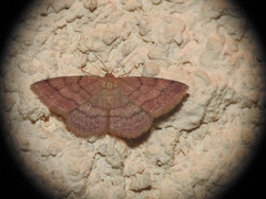Scopula rubiginata
