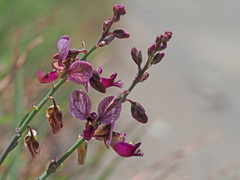 Polygala seminuda