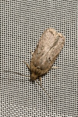 Agonopterix