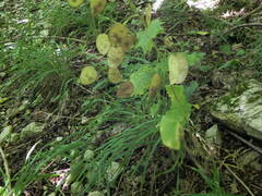 Lunaria annua