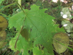 Lunaria annua