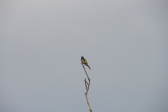 Phylidonyris novaehollandiae