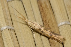 Coleophora squalorella