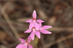 Caladenia latifolia