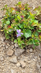 Viola