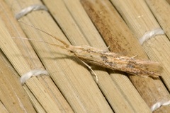 Coleophora squalorella