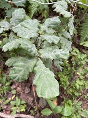 Erysiphe alphitoides