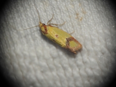 Agapeta zoegana