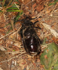 Prionus coriarius