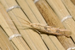 Coleophora squalorella