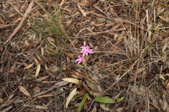 Caladenia latifolia