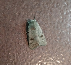 Caradrina kadenii