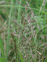 Eragrostis multicaulis