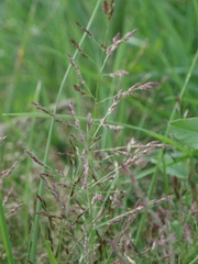 Eragrostis multicaulis