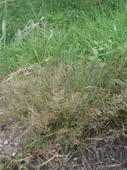 Eragrostis multicaulis