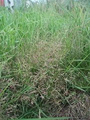 Eragrostis multicaulis
