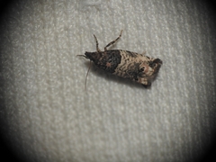 Notocelia incarnatana