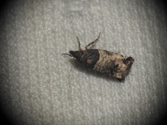 Notocelia incarnatana