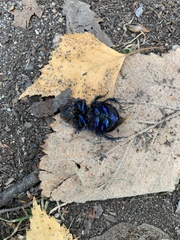 Anoplotrupes stercorosus