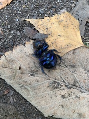 Anoplotrupes stercorosus