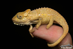 Bradypodion thamnobates