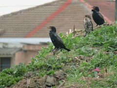 Microcarbo africanus