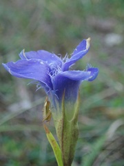Gentianopsis ciliata