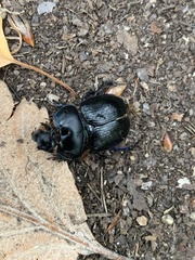 Anoplotrupes stercorosus