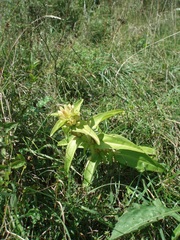 Gentiana cruciata