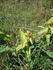 Gentiana cruciata