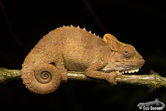 Bradypodion thamnobates