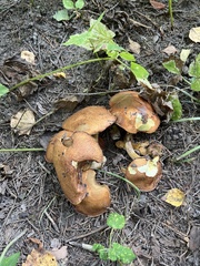 Leccinum aurantiacum