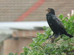 Microcarbo africanus