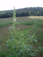 Amaranthus powellii