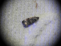 Endothenia marginana