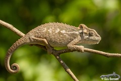 Bradypodion thamnobates