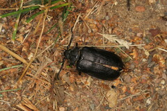 Prionus coriarius
