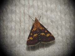 Pyrausta purpuralis