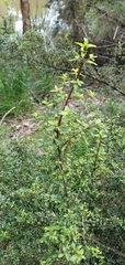 Coprosma quadrifida