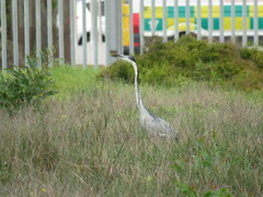 Ardea melanocephala