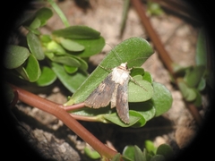 Agrotis puta