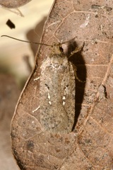 Agonopterix